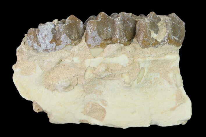 Oreodont (Merycoidodon) Jaw Section - South Dakota #136022